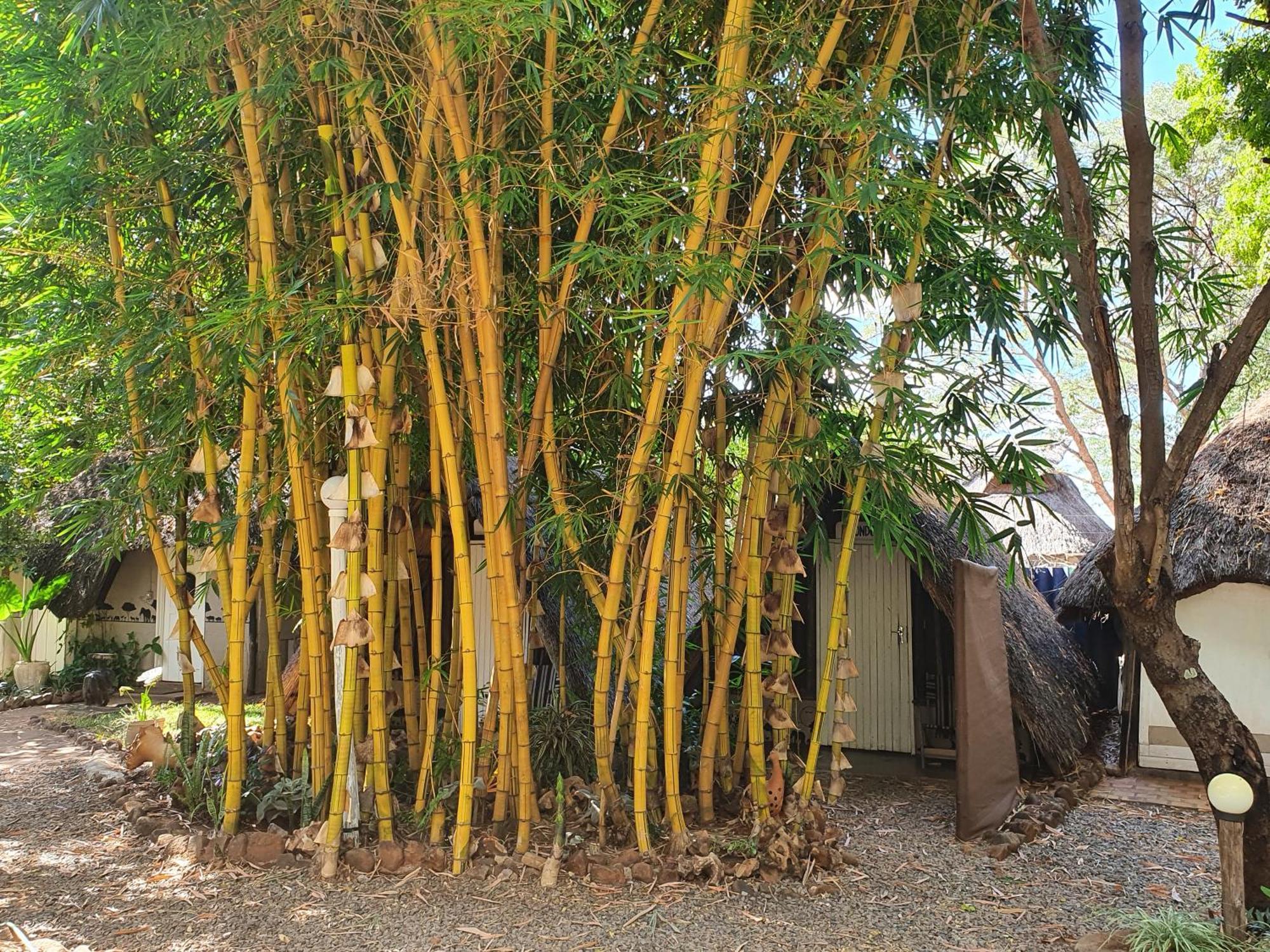 Victoria Falls Backpackers Lodge Luaran gambar